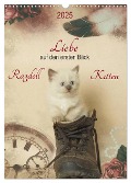 Liebe auf den ersten Blick . Ragdoll Kitten (Wandkalender 2025 DIN A3 hoch), CALVENDO Monatskalender - Marion Reiß-Seibert
