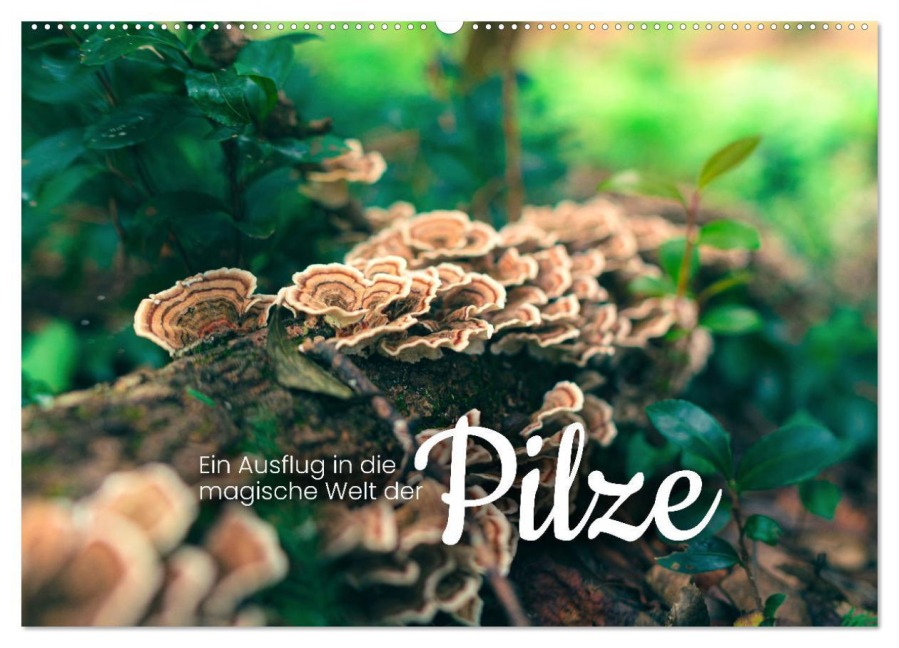 Ein Ausflug in die magische Welt der Pilze (Wandkalender 2026 DIN A2 quer), CALVENDO Monatskalender - Sf Sf