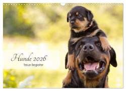 Hunde 2026 - Treue Begleiter (Wandkalender 2026 DIN A3 quer), CALVENDO Monatskalender - Janice Pohle