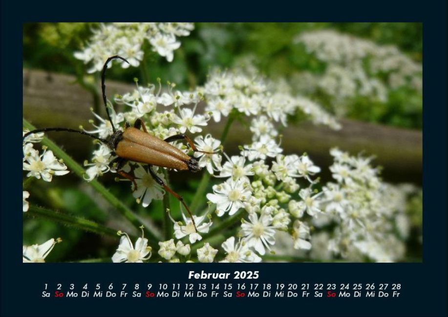 InsideView 6