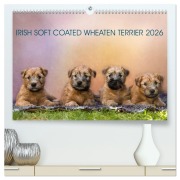 IRISH SOFT COATED WHEATEN TERRIER 2026 (hochwertiger Premium Wandkalender 2026 DIN A2 quer), Kunstdruck in Hochglanz - Annett Mirsberger Www. Tierpfoto. De