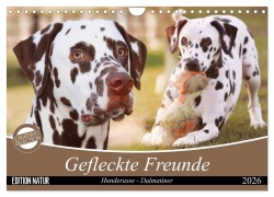 Gefleckte Freunde - Hunderasse Dalmatiner (Wandkalender 2026 DIN A4 quer), CALVENDO Monatskalender - Barbara Mielewczyk