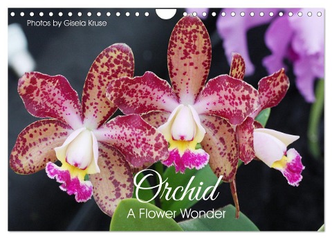 Orchid - A Flower Wonder (Wall Calendar 2025 DIN A4 landscape), CALVENDO 12 Month Wall Calendar - Gisela Kruse