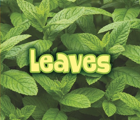 All About Leaves - Claire Throp