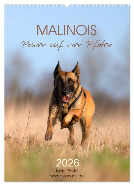 Malinois Power auf vier Pfoten (Wandkalender 2026 DIN A2 hoch), CALVENDO Monatskalender - Tanja Riedel