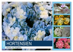 Cover-Bild zum Titel 'Hortensien Blühen und Vergehen (Wandkalender 2026 DIN A2 quer), CALVENDO Monatskalender' von 'Gisela Kruse'