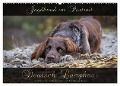 Jagdhund im Portrait - Deutsch Langhaar (Wandkalender 2024 DIN A2 quer), CALVENDO Monatskalender - Nadine Gerlach