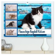 Cover-Bild zum Titel 'Flauschige Ragdoll Kitten (hochwertiger Premium Wandkalender 2026 DIN A2 quer), Kunstdruck in Hochglanz' von 'Fotodesign Verena Scholze'