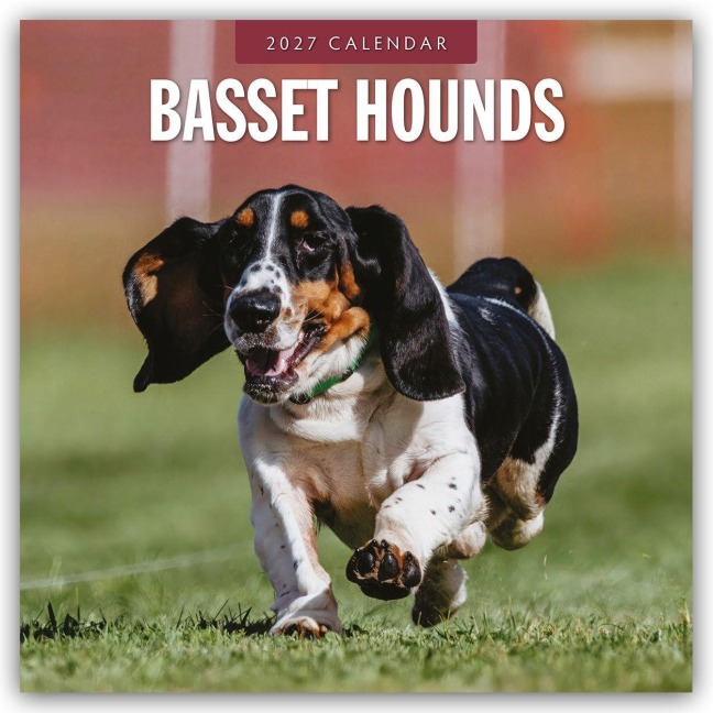 Basset Hounds - Basset Hound 2027 - 16-Monatskalender - Robin Red