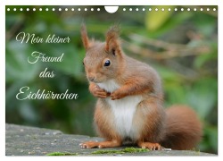 Cover-Bild zum Titel 'Mein kleiner Freund das Eichhörnchen (Wandkalender 2026 DIN A4 quer), CALVENDO Monatskalender' von 'Rufotos Rufotos'