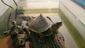 Interesting Insights in the world of Indian Roofed Turtles - Ayush Pathak