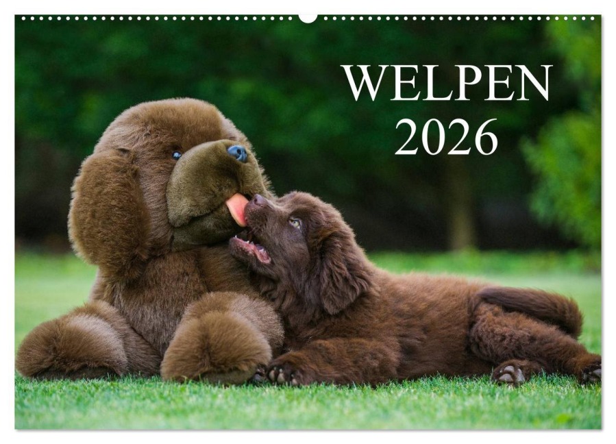 Welpen 2026 (Wandkalender 2026 DIN A2 quer), CALVENDO Monatskalender - Sigrid Starick