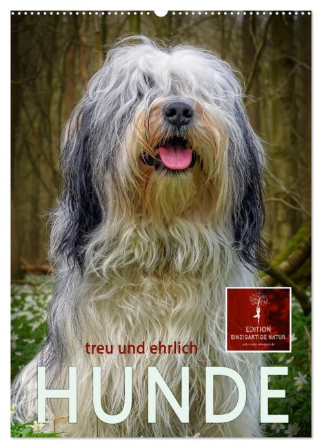 Hunde - treu und ehrlich (Wandkalender 2026 DIN A2 hoch), CALVENDO Monatskalender - Peter Roder