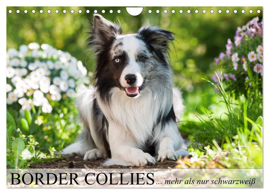 Border Collies - nicht nur schwarzweiß (Wandkalender 2026 DIN A4 quer), CALVENDO Monatskalender - Judith Kiener - DoraZett