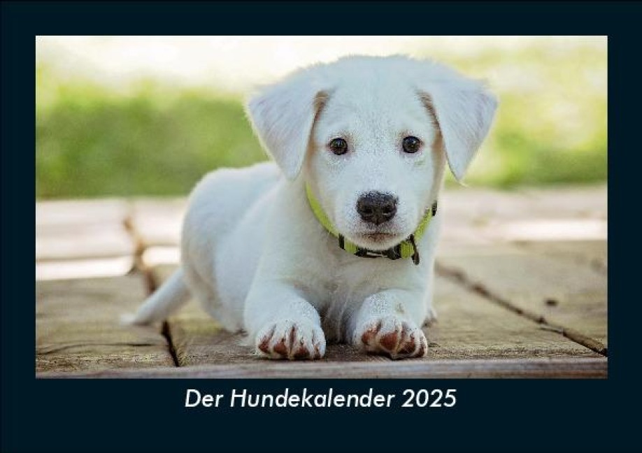 Der Hundekalender 2025 Fotokalender DIN A5 - Tobias Becker
