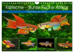 Cover-Bild zum Titel 'Killifische - Bunte Fische Afrikas (Wandkalender 2026 DIN A4 quer), CALVENDO Monatskalender' von 'Rudolf Pohlmann'