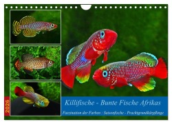 Cover-Bild zum Titel 'Killifische - Bunte Fische Afrikas (Wandkalender 2026 DIN A4 quer), CALVENDO Monatskalender' von 'Rudolf Pohlmann'
