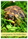 Langsame Schildkröten (Wandkalender 2025 DIN A4 hoch), CALVENDO Monatskalender - Kattobello Kattobello