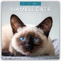Siamese Cats - Siamkatzen - Siamesische Katzen 2025 - 16-Monatskalender - 