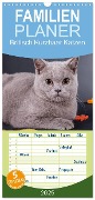 Familienplaner 2025 - Britisch Kurzhaar Katzen mit 5 Spalten (Wandkalender, 21 x 45 cm) CALVENDO - Gabriela Wejat-Zaretzke