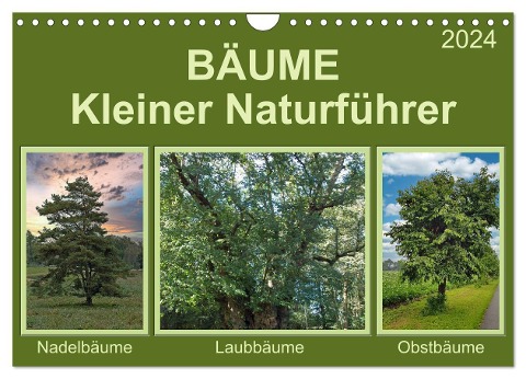 Bäume Kleiner Naturführer (Wandkalender 2024 DIN A4 quer), CALVENDO Monatskalender - Claudia Kleemann
