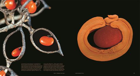 InsideView 5