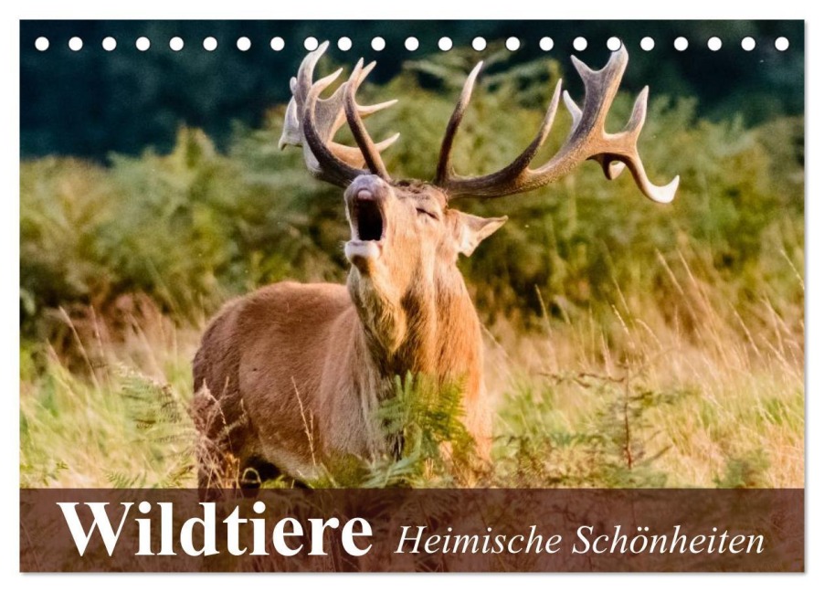 Wildtiere. Heimische Schönheiten (Tischkalender 2026 DIN A5 quer), CALVENDO Monatskalender - Elisabeth Stanzer