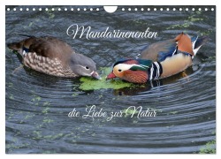 Cover-Bild zum Titel 'Mandarinenenten, die Liebe zur Natur (Wandkalender 2026 DIN A4 quer), CALVENDO Monatskalender' von 'Rufotos Rufotos'