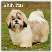 Shih Tzu 2026 - 16-Monatskalender - Browntrout Publishers