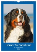 Cover-Bild zum Titel 'Berner Sennenhund - stark , schön und liebenswert (Wandkalender 2026 DIN A3 hoch), CALVENDO Monatskalender' von 'Sigrid Starick'