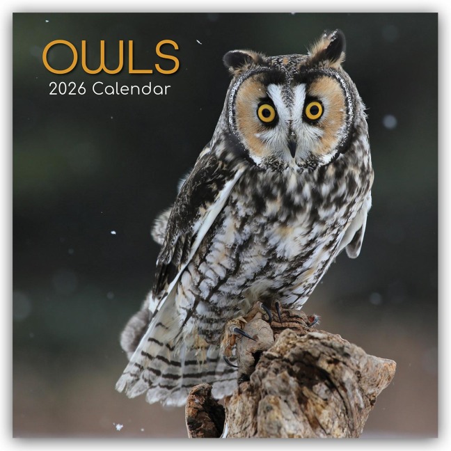 Owls - Eulen 2026 - 16-Monatskalender - Gifted Stationery Co. Ltd