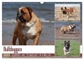 Bulldoggen - Englische und Französische Bulldoggen (Wandkalender 2024 DIN A3 quer), CALVENDO Monatskalender - Chawera Chawera