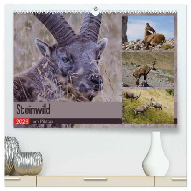 Steinwild am Pilatus (hochwertiger Premium Wandkalender 2026 DIN A2 quer), Kunstdruck in Hochglanz - Norbert W. Saul