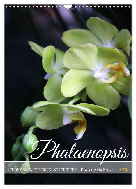 Phalaenopsis - Schöne Schmetterlingsorchideen (Wandkalender 2024 DIN A3 hoch), CALVENDO Monatskalender - Gisela Kruse