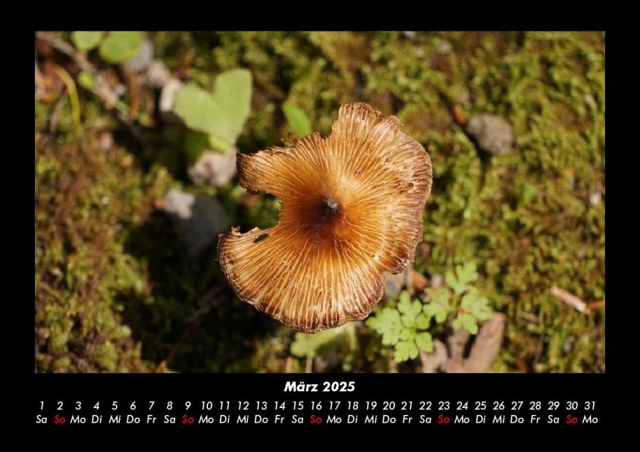 InsideView 7