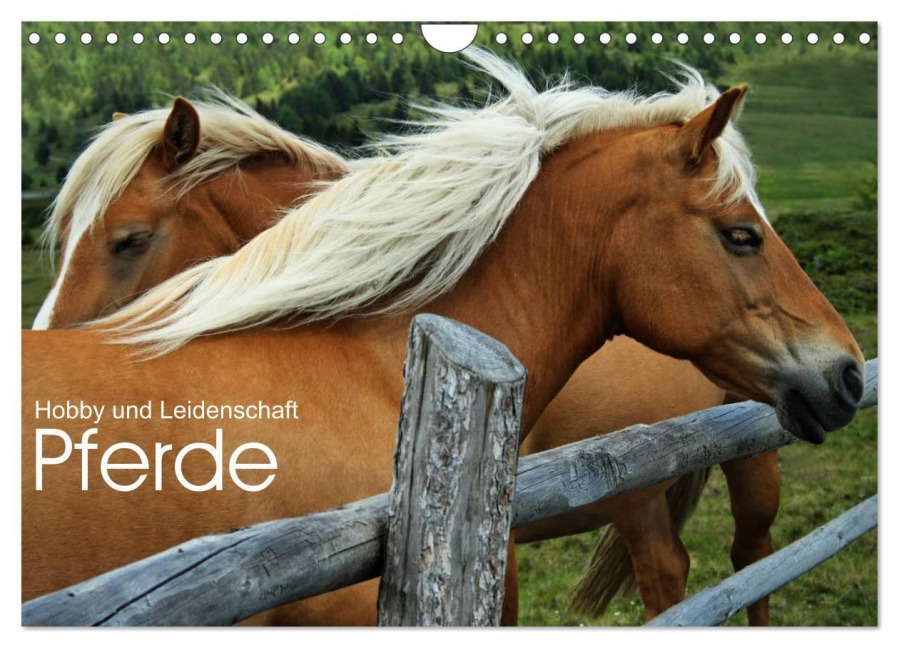 Pferde - Hobby und Leidenschaft (Wandkalender 2026 DIN A4 quer), CALVENDO Monatskalender - Georg Niederkofler