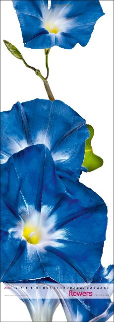 InsideView 8