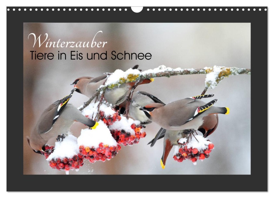 Winterzauber - Tiere in Eis und Schnee (Wandkalender 2026 DIN A3 quer), CALVENDO Monatskalender - Günter Bachmeier