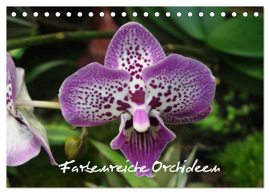 Farbenreiche Orchideen (Tischkalender 2025 DIN A5 quer), CALVENDO Monatskalender - Sven Herkenrath