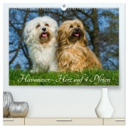 Havaneser - Herz auf 4 Pfoten (hochwertiger Premium Wandkalender 2026 DIN A2 quer), Kunstdruck in Hochglanz - Sigrid Starick
