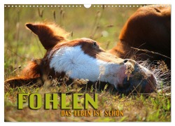 Cover-Bild zum Titel 'Fohlen - das Leben ist schön (Wandkalender 2026 DIN A3 quer), CALVENDO Monatskalender' von 'Renate Utz'