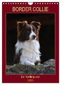 Border Collie - Ein Familienplaner (Wandkalender 2025 DIN A4 hoch), CALVENDO Monatskalender - Sigrid Starick