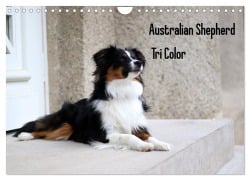 Australian Shepherd Tri Color (Wandkalender 2026 DIN A4 quer), CALVENDO Monatskalender - Youlia Youlia