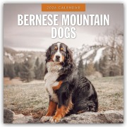 Bernese Mountain Dog - Berner Sennenhund 2026 - 16-Monatskalender - Robin Red