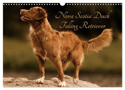 Nova Scotia Duck Tolling Retriever (Wandkalender 2024 DIN A3 quer), CALVENDO Monatskalender - Beatrice Müller Hundefotowerk