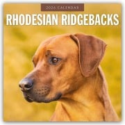Rhodesian Ridgebacks - Rhodesian Ridgeback 2026 - 16-Monatskalender - Robin Red
