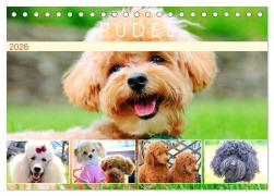 Pudel. Lustige Allrounder im Wollfell (Tischkalender 2026 DIN A5 quer), CALVENDO Monatskalender - Rose Hurley