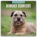 Border Terriers - Border Terrier 2025 - 16-Monatskalender - 