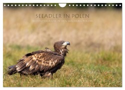 Cover-Bild zum Titel 'Seeadler in Polen (Wandkalender 2026 DIN A4 quer), CALVENDO Monatskalender' von 'Stephan Peyer'