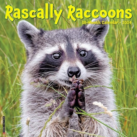 Rascally Raccoons 2024 12 X 12 Wall Calendar - Willow Creek Press